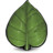 Leaf Icon